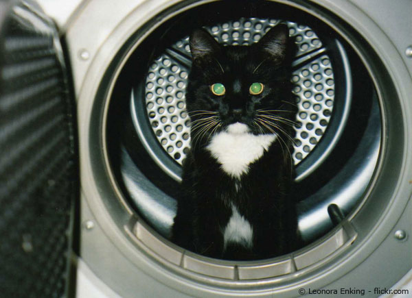 Ein Sitzsack, der von der Katze beschmutzt wurde, lässt sich nicht so einfach in der Waschmaschine waschen.